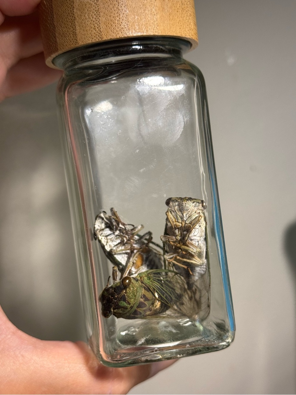 Oddities and Curiosities - Preserved cicada trio in glass jar